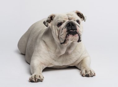 İngilizce bulldog yalan