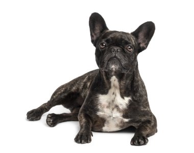 french bulldog (4 years old)