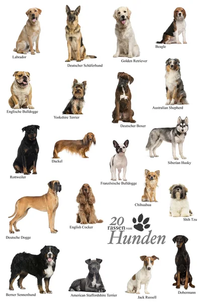 Dog breeds poster in German — Stock Photo, Image