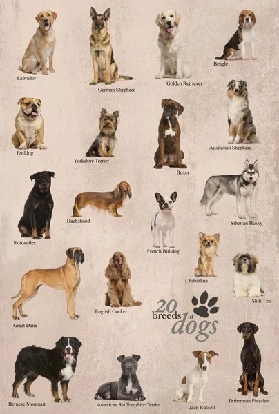 Cartel de razas de perros en inglés — Foto de Stock