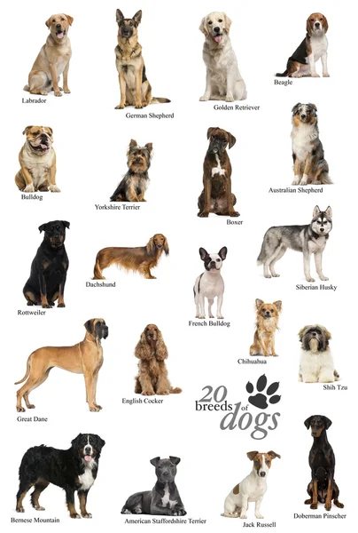 Породы собак плакат на английском языке — стоковое фото