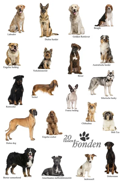 Hond rassen poster in het Nederlands — Zdjęcie stockowe