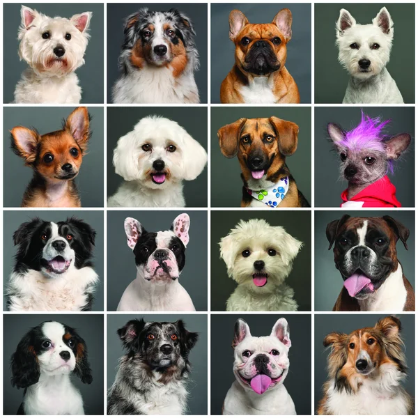 Sammansättning av hundar huvud — Stockfoto