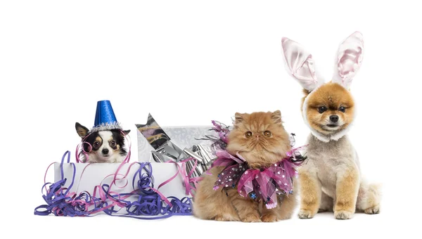Honden en een kat feesten — Stockfoto