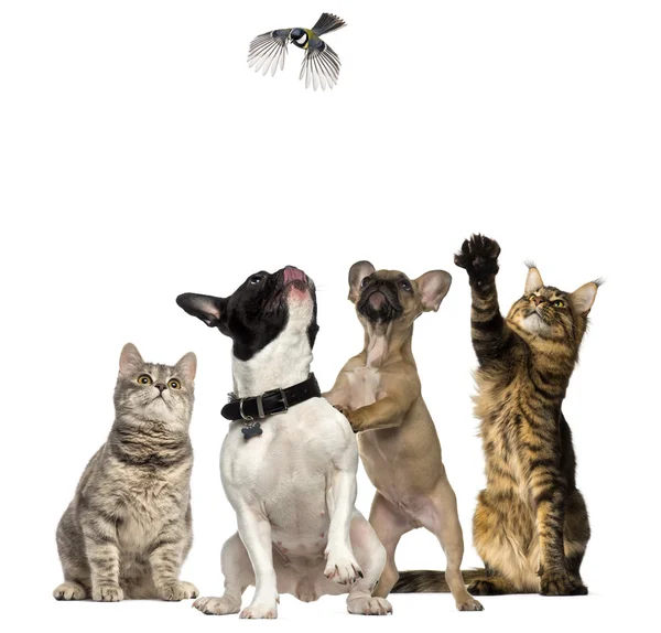 Katzen und Hunde versuchen, einen Vogel beim Fliegen zu erwischen — Stockfoto