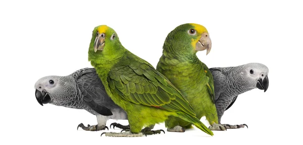 Grupo de papagaios — Fotografia de Stock
