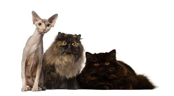 Hairless and furry cats staring — Stock Photo, Image