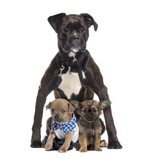 Chihuahuas sitting in front of a Boxer — Stock Photo, Image
