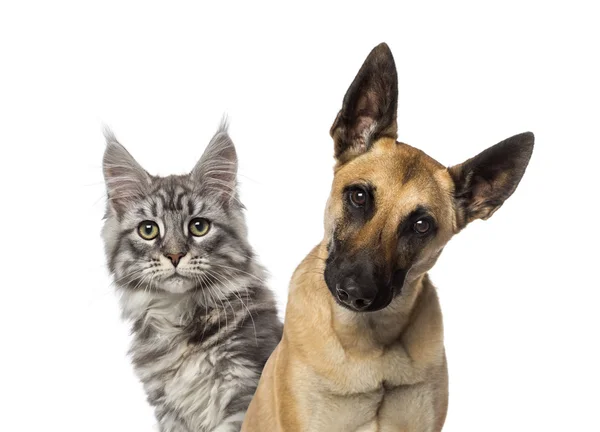 Close-up of a Belgian Shepherd Dog and a cat — Stock Photo, Image