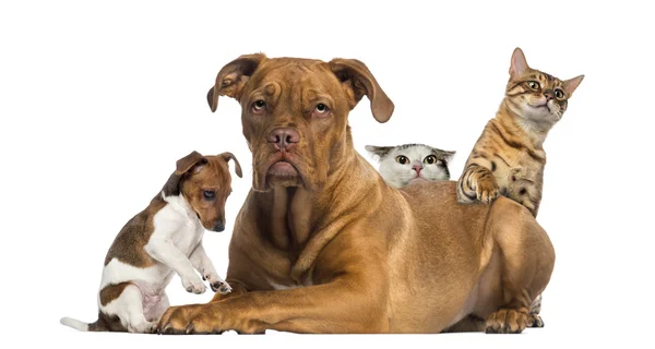 Katter och puppy spela och gömmer sig bakom en dogue de bordeaux — Stockfoto