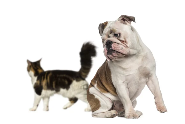 İngilizce bulldog geri yürüyen bir kedi arıyorum — Stok fotoğraf