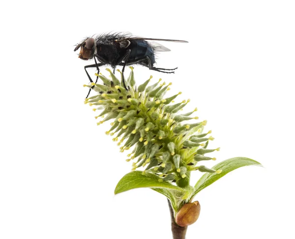 Fliegen auf eine Pflanze — Stockfoto