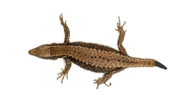 Vista superior de um lagarto da parede com seu corte da cauda — Fotografia de Stock