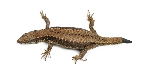 Vista superior de un lagarto de pared con su cola cortada —  Fotos de Stock