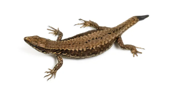 Vista superior de um lagarto da parede com seu corte da cauda — Fotografia de Stock
