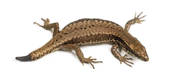 Top view of a Wall lizard with its tail cut — Stock Photo, Image
