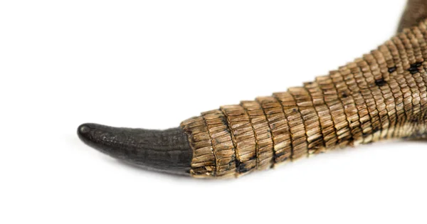Close-up de um corte de cauda de lagarto de parede — Fotografia de Stock