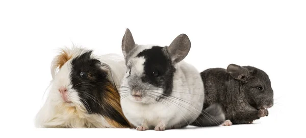 Cochon de Guinée et chinchillas — Photo