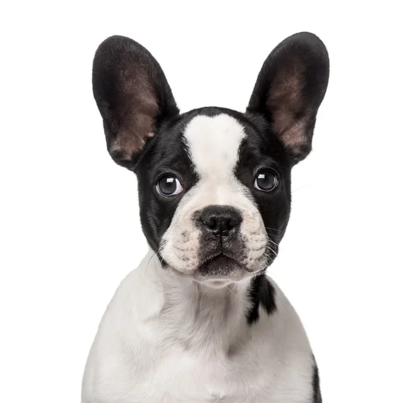 French Bulldog puppy (3 months old) — Stock Photo, Image