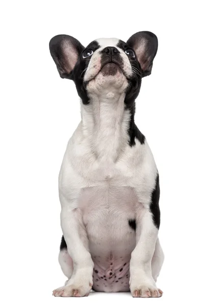 French Bulldog puppy (3 months old) looking up — Stock Photo, Image