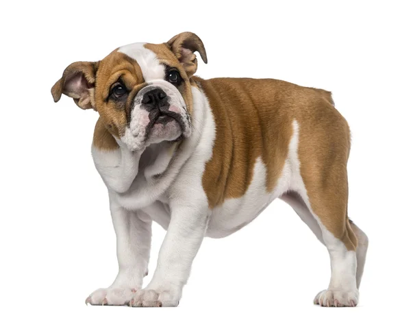 Engels bulldog pup (3 maanden oud) — Stockfoto