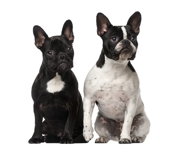 Two French Bulldogs sitting — Stock Photo, Image