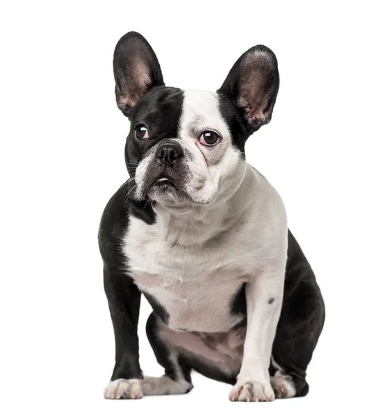 Bulldog francés sentado —  Fotos de Stock