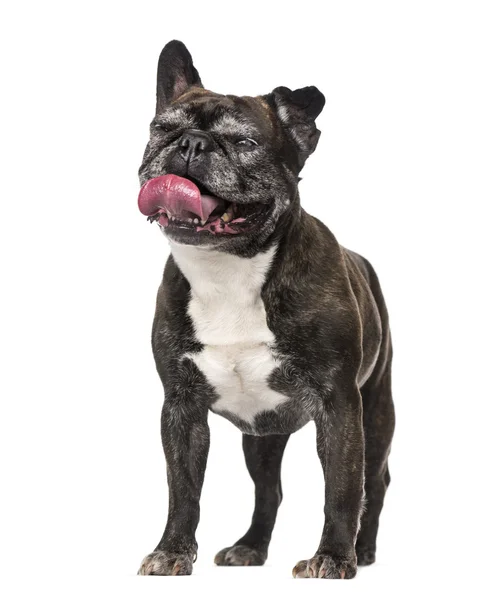 Französische Bulldogge (7 Jahre)) — Stockfoto