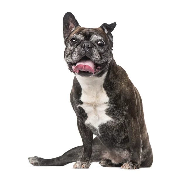 Fransk bulldog (7 år gammal) — Stockfoto