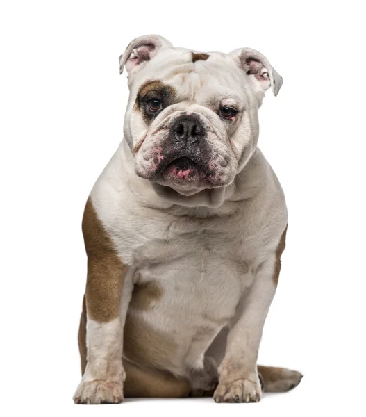 Engelsk bulldogg (6 år gammal) — Stockfoto