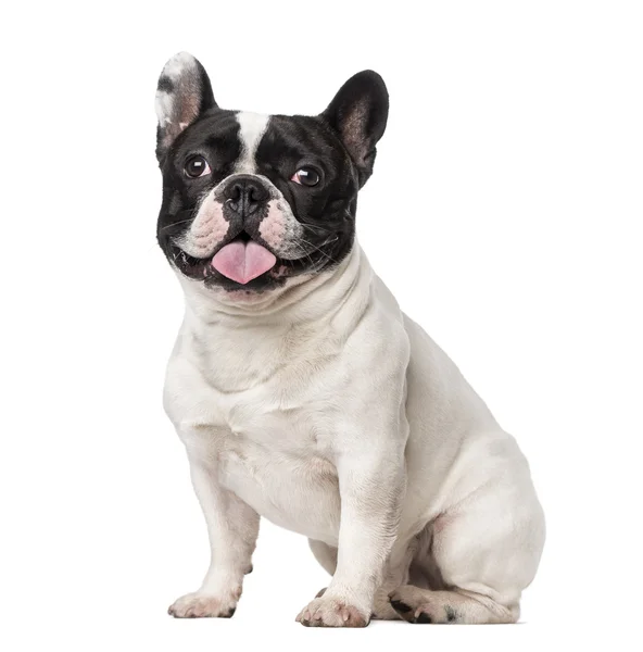 Fransk bulldog (18 månader gammal) — Stockfoto