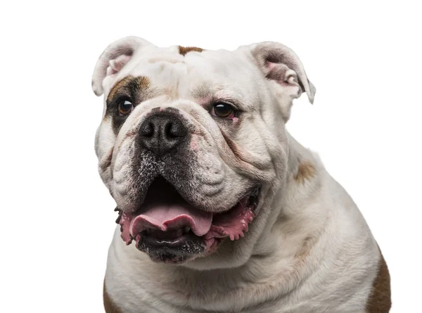 English Bulldog (6 años) ) —  Fotos de Stock