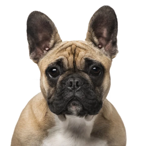 Bulldog francese (7 mesi) ) — Foto Stock