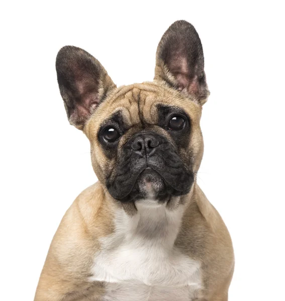 Fransk bulldog (7 månader gammal) — Stockfoto