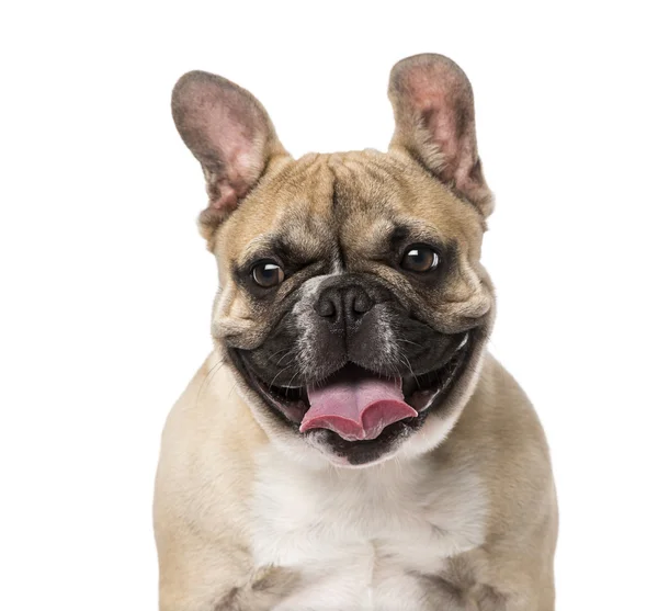 Cãozinho Bulldog francês (5 meses de idade ) — Fotografia de Stock