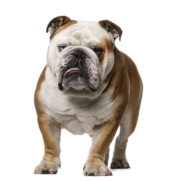 Engels bulldog (3 jaar oud) — Stockfoto