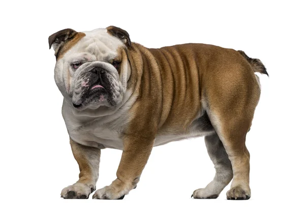 Engelsk bulldogg (3 år gammal) — Stockfoto