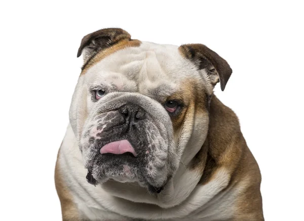 Engels bulldog (3 jaar oud) — Stockfoto