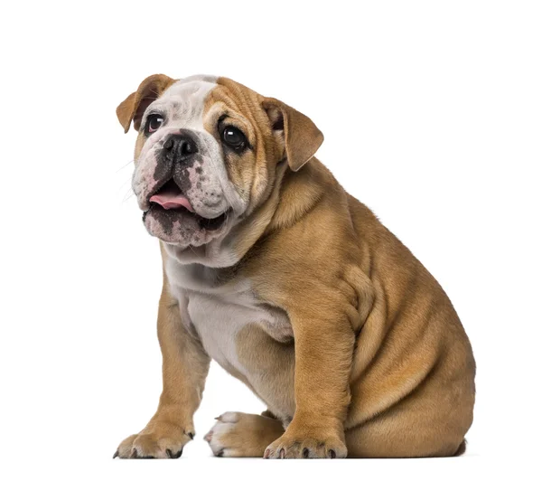 İngilizce bulldog yavrusu (4 aylık) — Stok fotoğraf