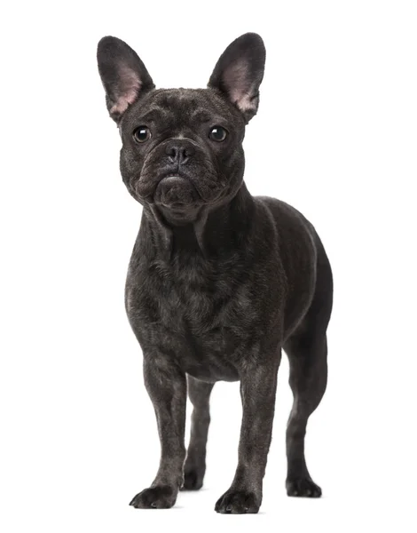 French Bulldog (1 year old) — Stock Photo, Image