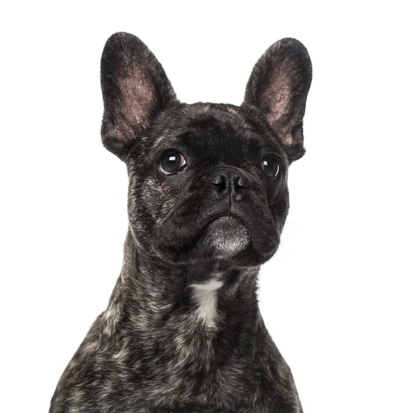 French Bulldog puppy (5 months old) — Stock Photo, Image