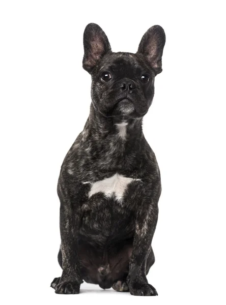 Fransk bulldog valp (5 månader gammal) — Stockfoto