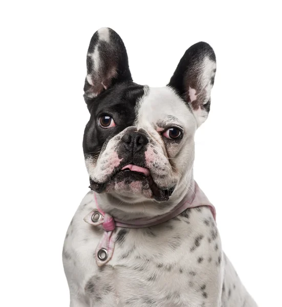 French Bulldog (18 months old) — Stock Photo, Image