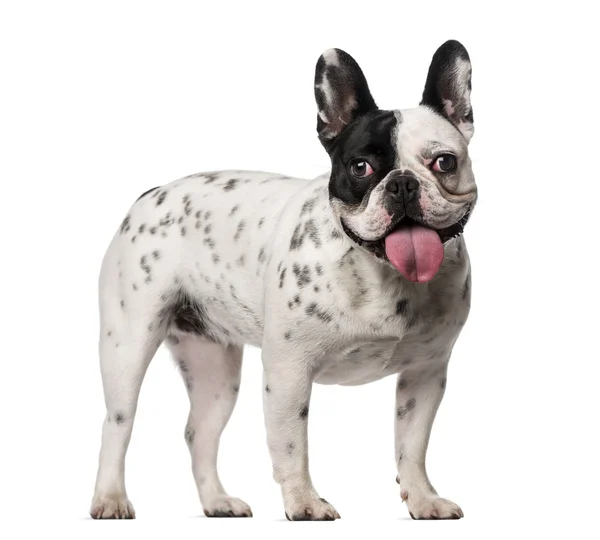 Französische Bulldogge (18 Monate)) — Stockfoto