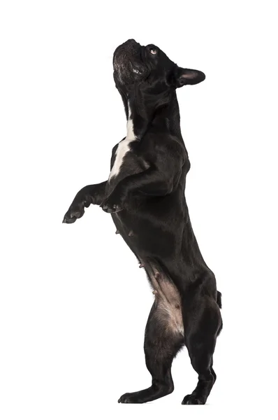 Franse bulldog (6 jaar oud) staande — Stockfoto