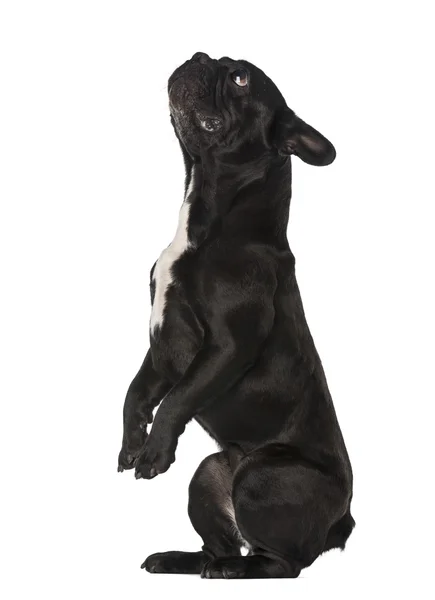 French Bulldog (6 years old) standing — Stock Photo, Image