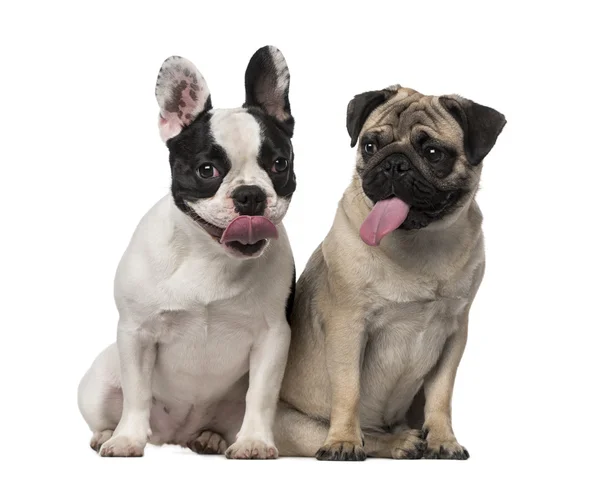 Fransk bulldog (7 månader gammal), mops (8 månader gammal) — Stockfoto