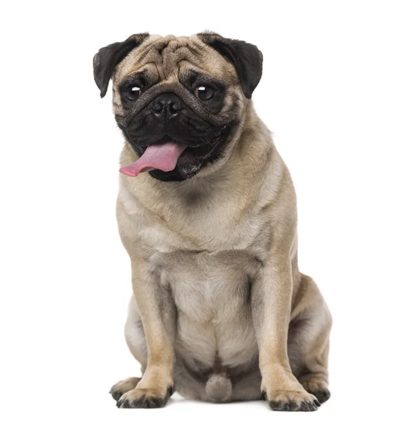 Pug (8 maanden oud) — Stockfoto