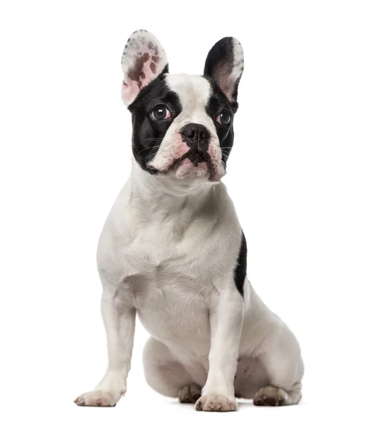 Fransk bulldog (7 månader gammal) — Stockfoto