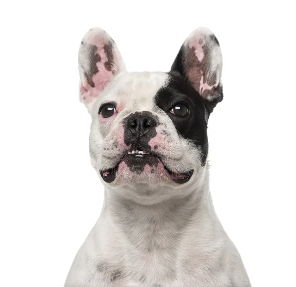 French Bulldog (4 years old) — Stock Photo, Image